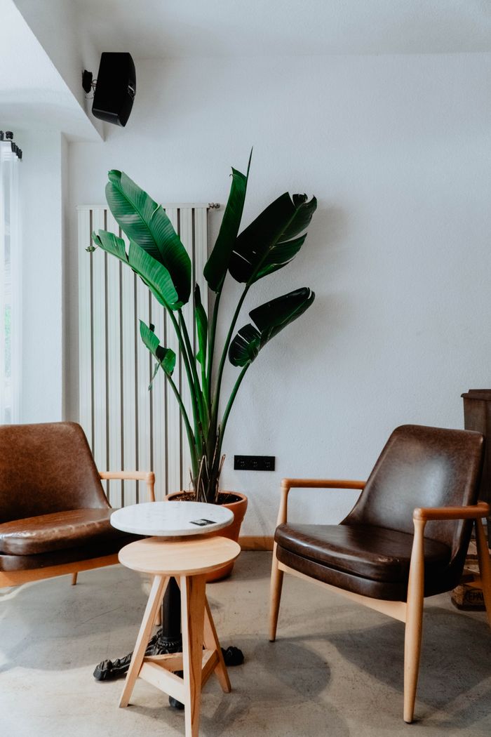 Cozy indoor setting with leather chairs and a potted plant against a white wall.